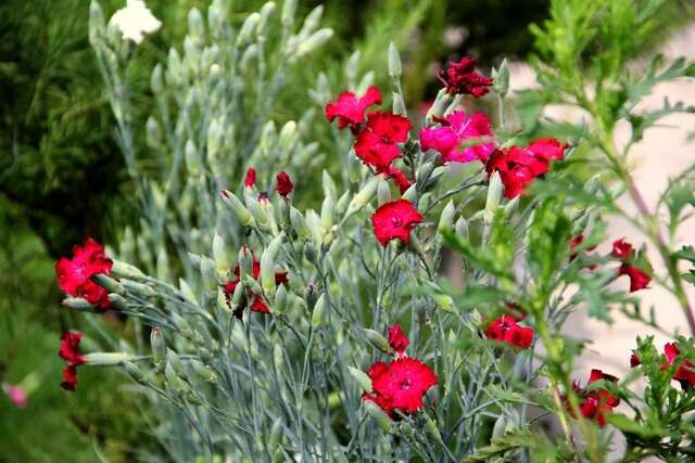 Апартаменты Cozy Apartment Sun Херцег-Нови-35